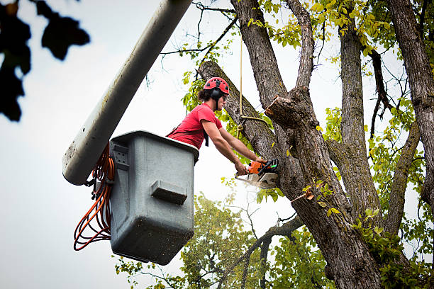 Best Utility Line Clearance  in USA